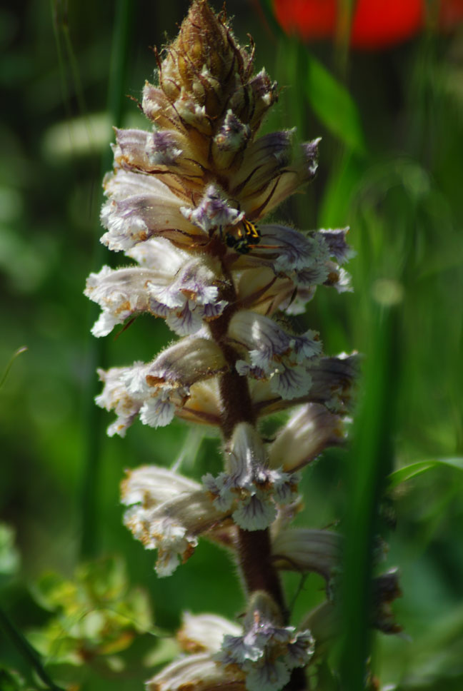 Orobanche